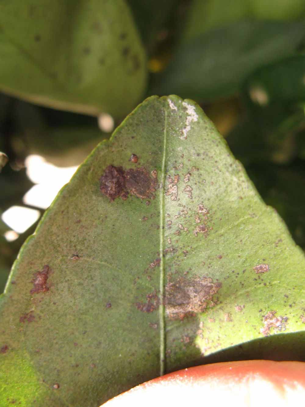              Margin (Winter Haven, FL)       